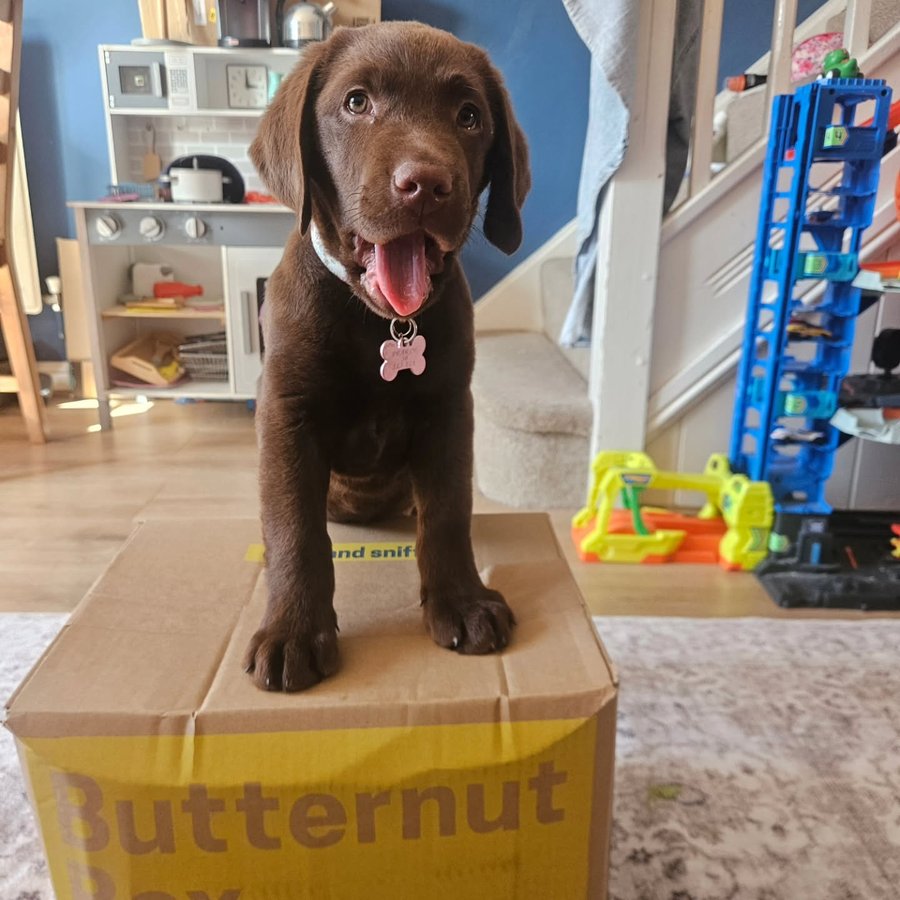 Instagram post by @ameliabutextra for Butternut Box. Caption reads: [...] food! It was overwhelming!....