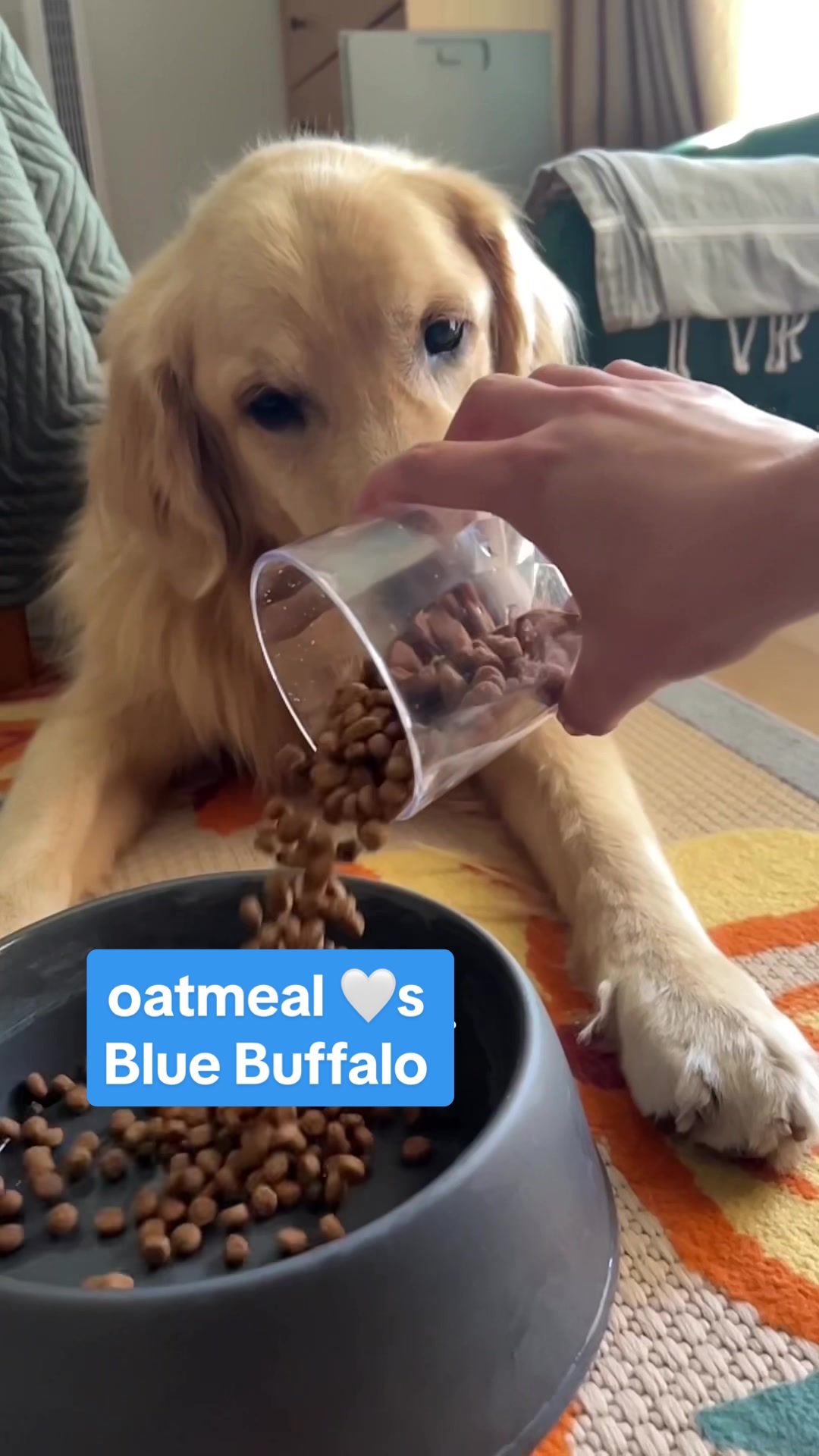 TikTok post by @adriaandoatmeal for blue buffalo. Caption reads: #ad Oatmeal 💙s Blue Life Protection Formula! Shop....