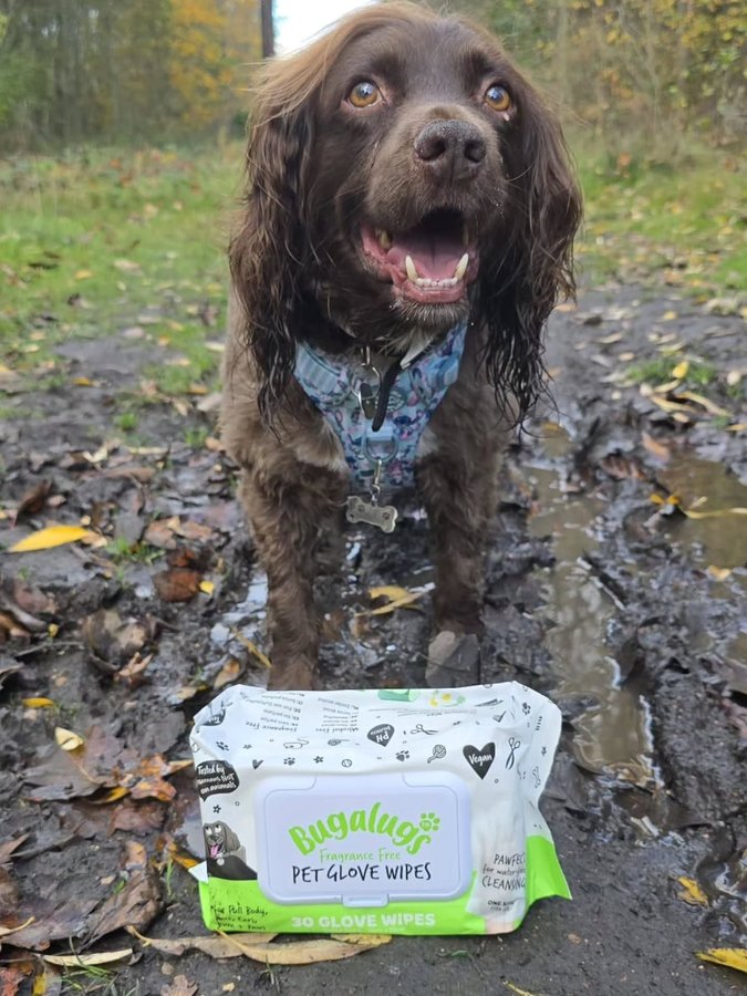 Instagram post by @rocket_the_sprocker for Bugalugs Pet Care. Caption reads: [...] clean-up... until now! The amazing....