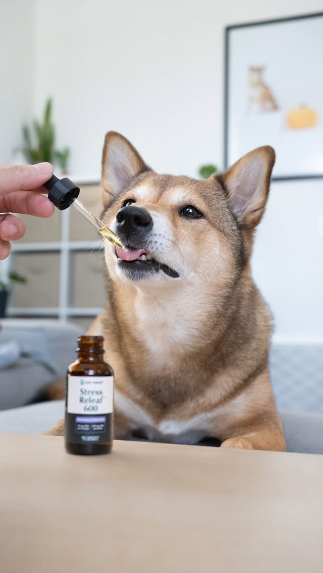 Instagram post by @katsu.shibe for Pet Releaf. Caption reads: [...] we’re giving him some CBD oil from Pet....