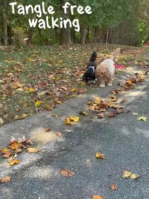TikTok post by @ladyveritywiththescarfon for iYoShop. Caption reads: [...] an enjoyable walk without the fuss. @iYoShop....