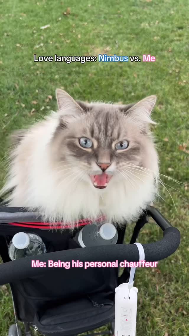 Instagram post by @nimbus_siberian for blue buffalo. Caption reads: It’s the month of love! Nimbus and I have....