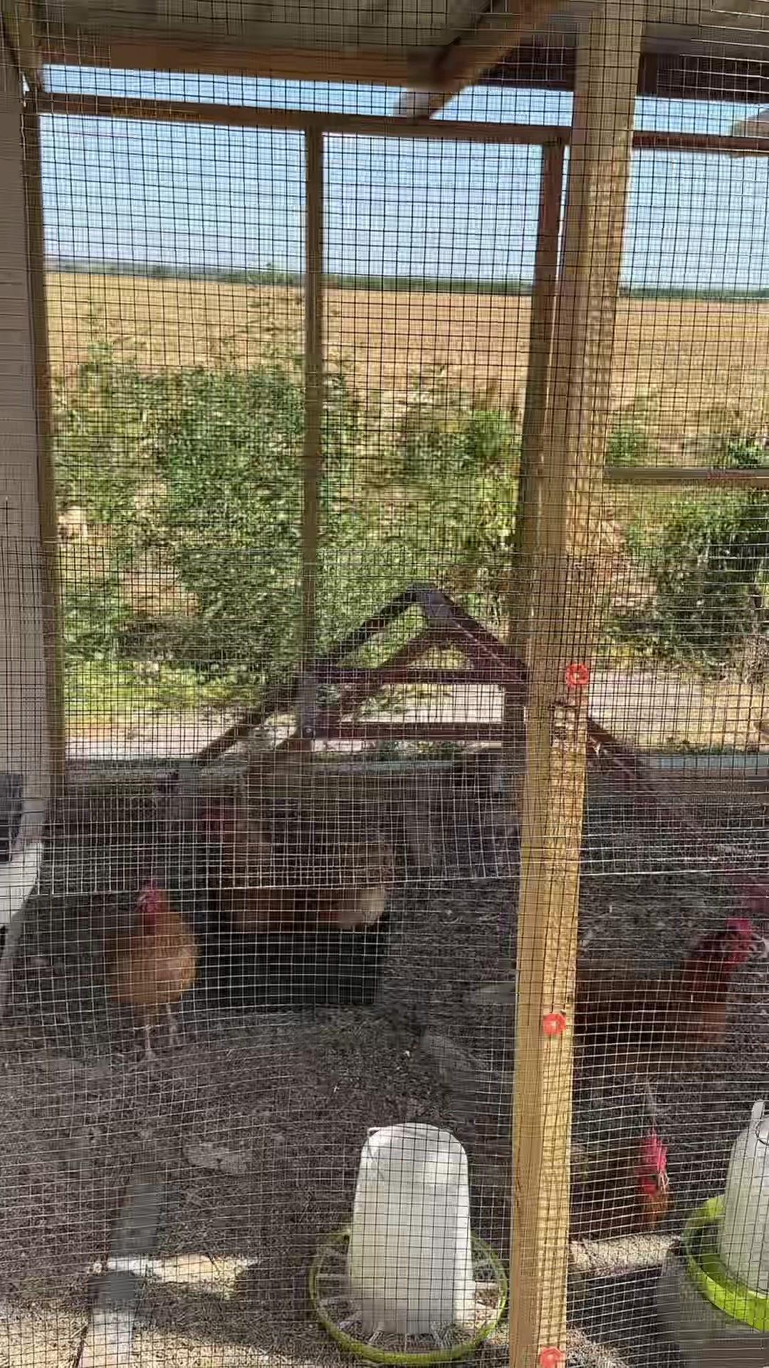 TikTok post by @glam_by_anaa for VEVOR US. Caption reads: This hardware cloth is must for your chicken run!!....