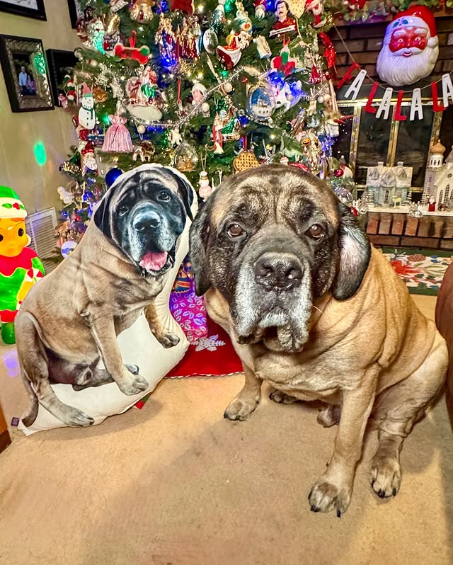 Instagram post by @hectortheenglishmastiff for All About Vibe. Caption reads: [...] up? 🤭

These custom pillows from....