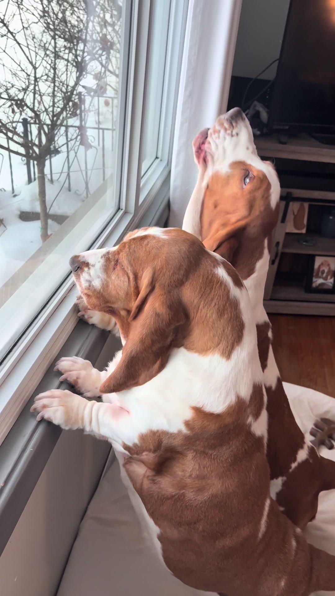 TikTok post by @gussythebasset_ for Open Farm Pet. Caption reads: [...] to save $25 on your first @Open Farm Pet....