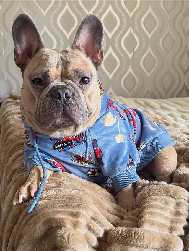 Instagram post by @bowser_the.frenchie for Spark Paws. Caption reads: [...] extra warmth, so i’m wearing my new....