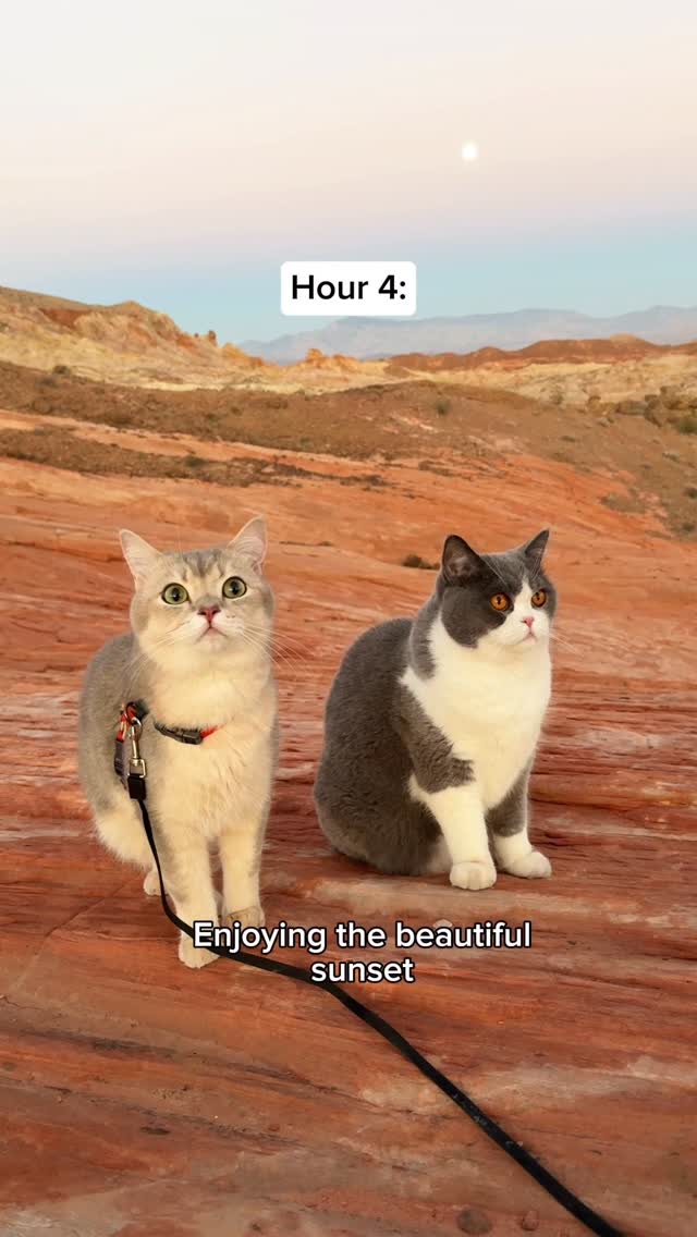 Instagram post by @louieandtodd for Lesure Pet. Caption reads: After a 4 hour flight to Vegas Louie went straight....