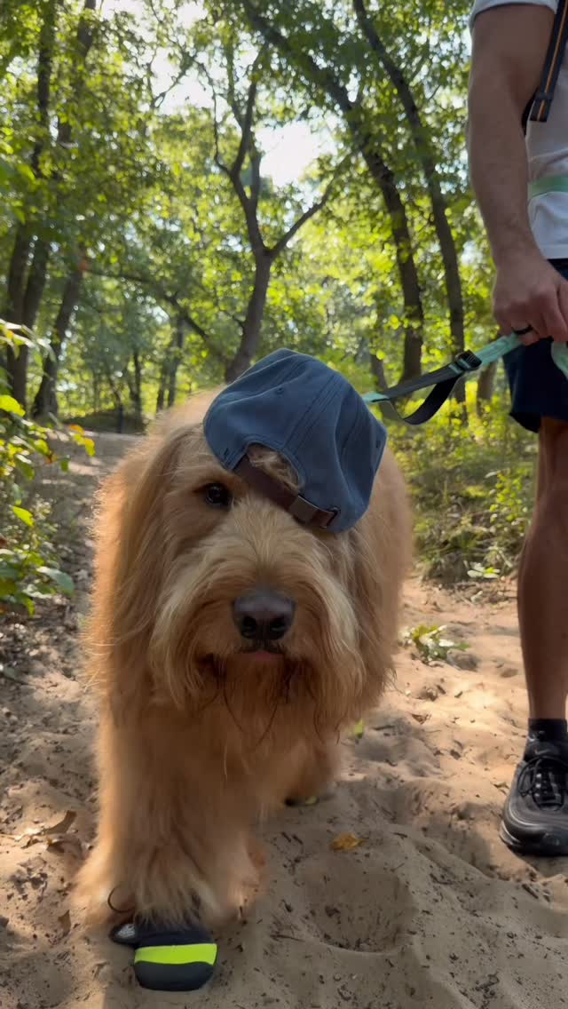 Instagram post by @brodiethatdood for ORIJEN Petfoods. Caption reads: 34 states down! Which should Brodie visit next!?....