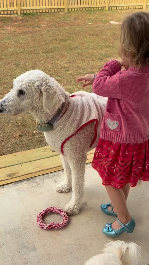 Instagram post by @torijjensen for Tractive. Caption reads: We love Tractive bc we LOVE William! @tractive....