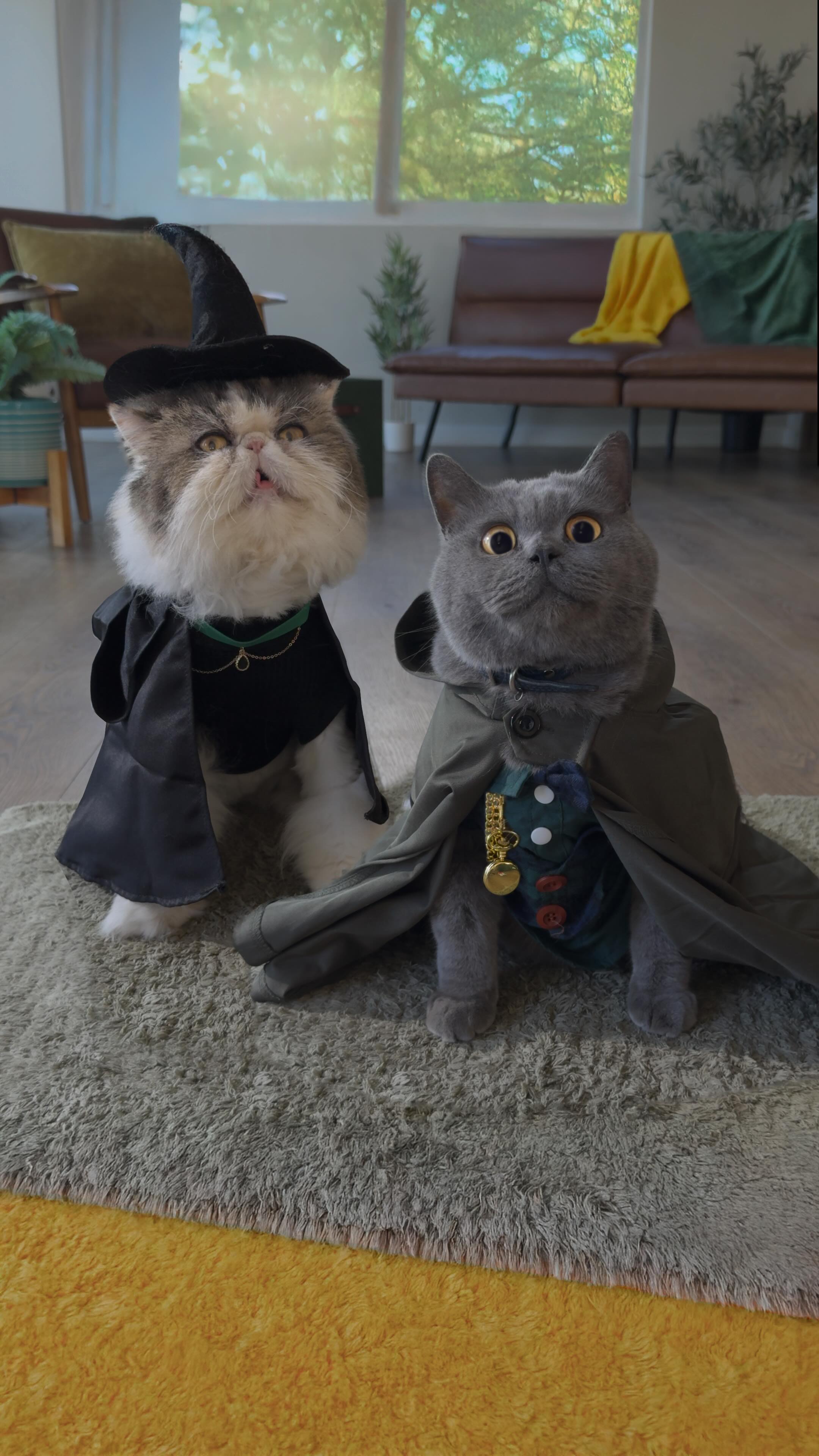 Instagram post by @aaronsanimals for Lexus. Caption reads: Wicked for Cats #LexusPartner Wicked: For Good in....