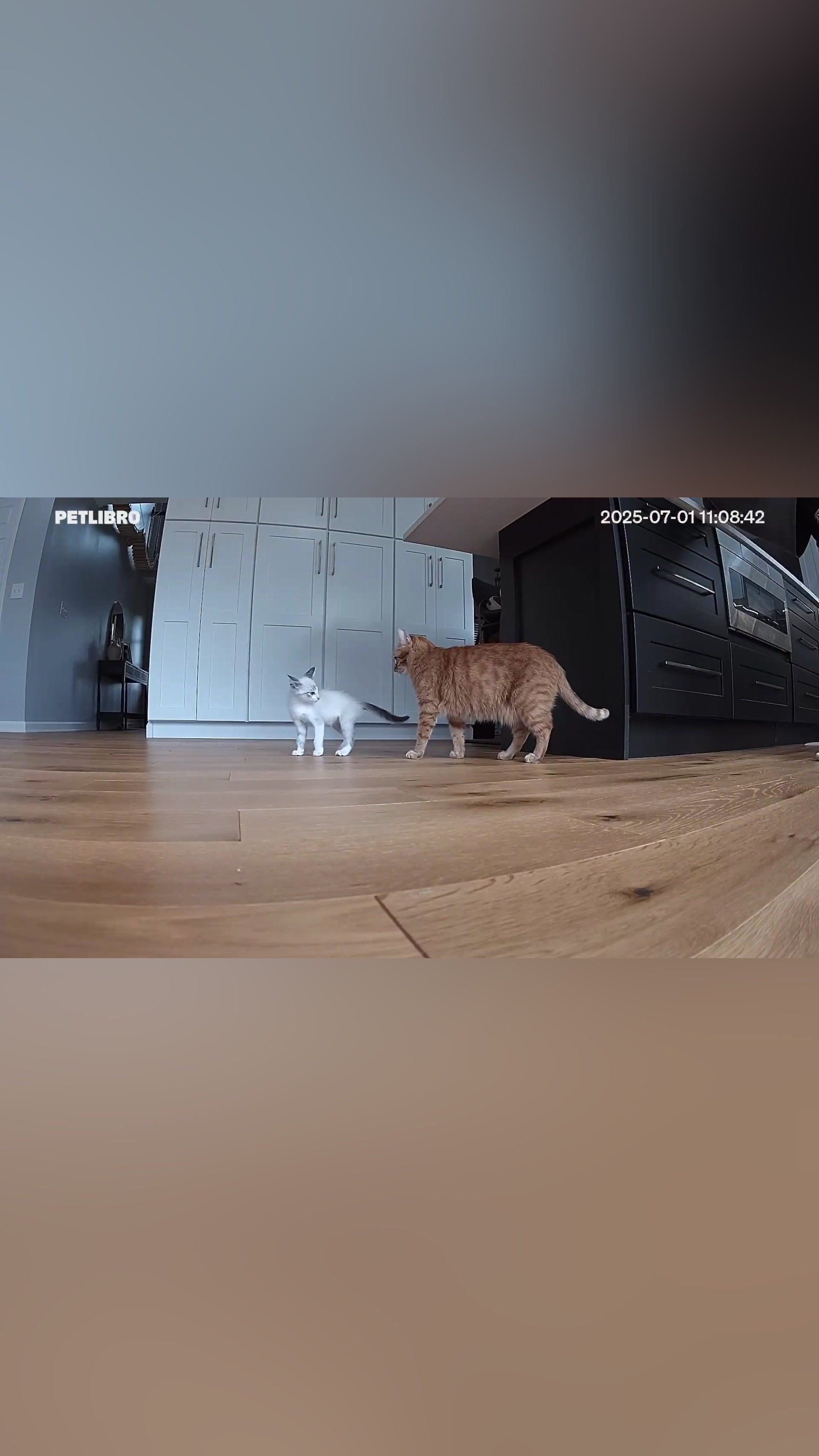 TikTok post by @abrameng for Petlibro. Caption reads: My new favorite show / Abram20 (20% off) @Petlibro....