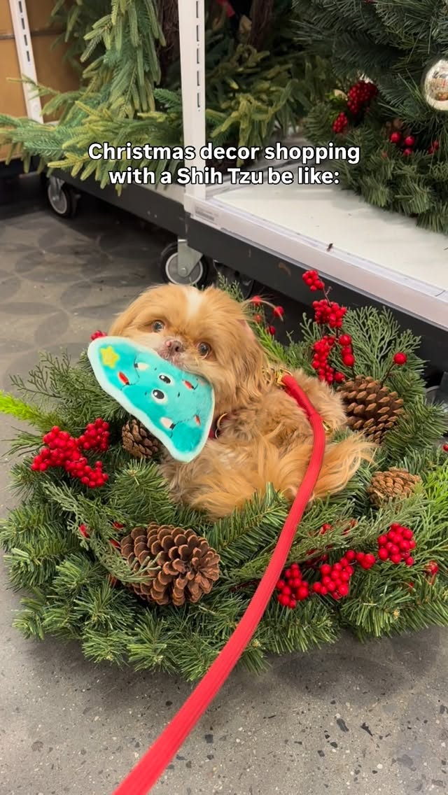 Instagram post by @enzoistheshiht for WeRateDogs. Caption reads: If not bed, why bed shaped? 

#shihtzusofinstagram....