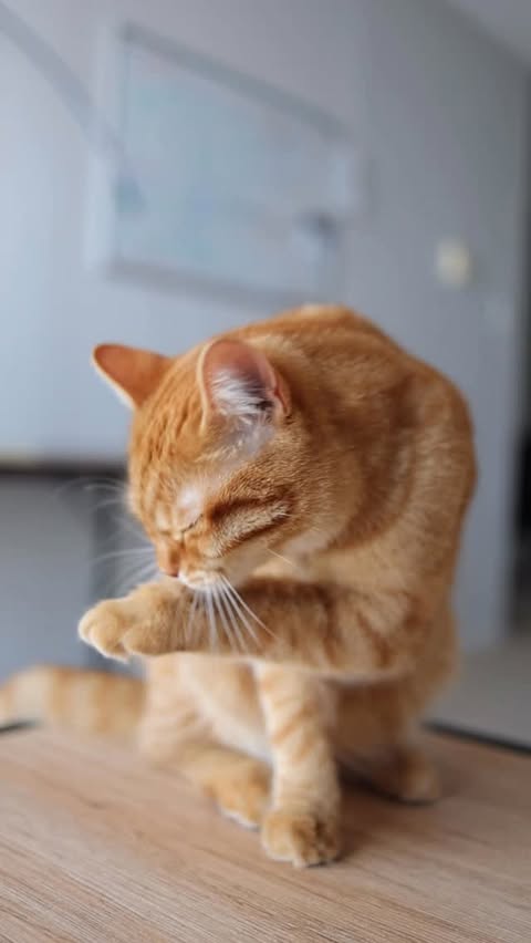 Instagram post by @leo_in_ottawa for NutriSource Pet Foods. Caption reads: [...] daily routine 🤍 Food provided by....