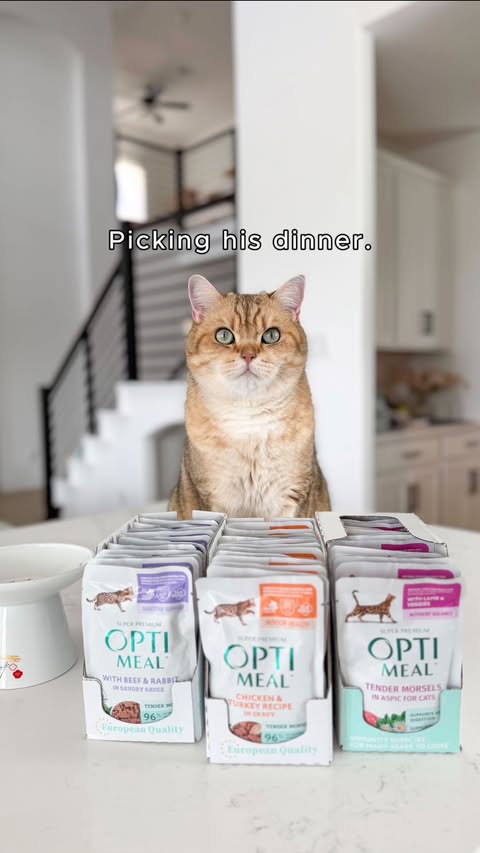 Instagram post by @two.golden.cats for Optimeal. Caption reads: [...] what we feed Pebbles and Bam-Bam 😸....