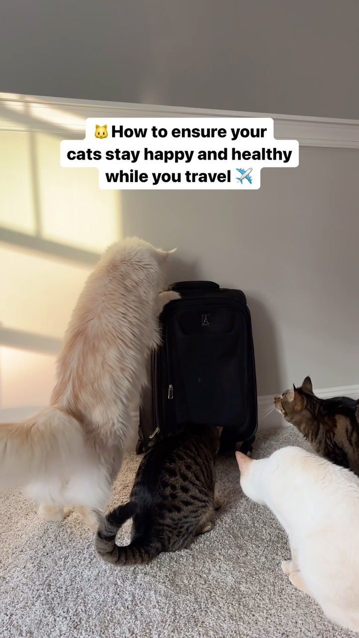 Instagram post by @through.the.lleaves for Petlibro. Caption reads: Do you have any vacation plans for this summer? 🌞....