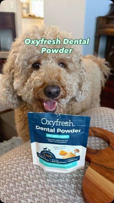 Instagram post by @i.amteddythedoodle for Oxyfresh. Caption reads: [...] 😅 So today I’m starting the 14-day Oxyfresh....