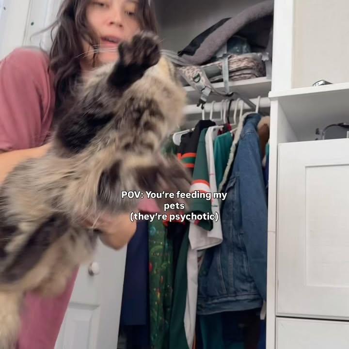 Instagram post by @lex.keeler for Fancy Feast. Caption reads: You are now officially certified to petsit 😂....