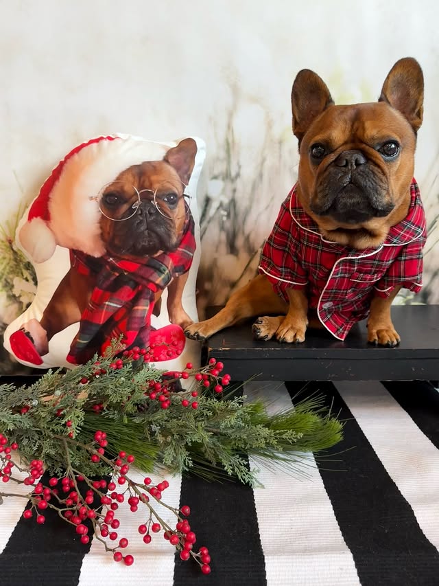 Instagram post by @dunkinthefrenchie for All About Vibe. Caption reads: [...] double - it’s me and my awesome....