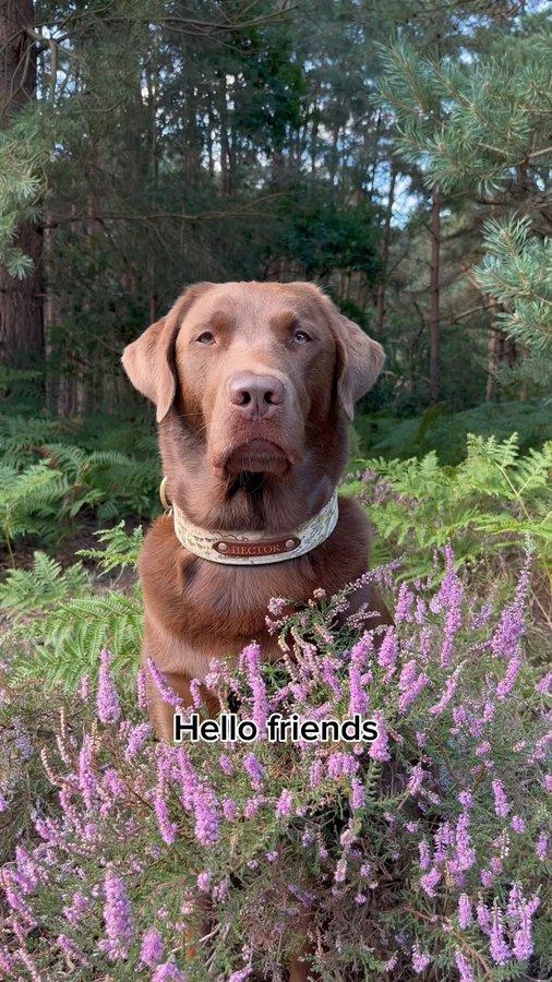 Instagram post by @hectorthechocolabo for YuMOVE. Caption reads: Hector the adventurer 🌲💚

The boys love their....