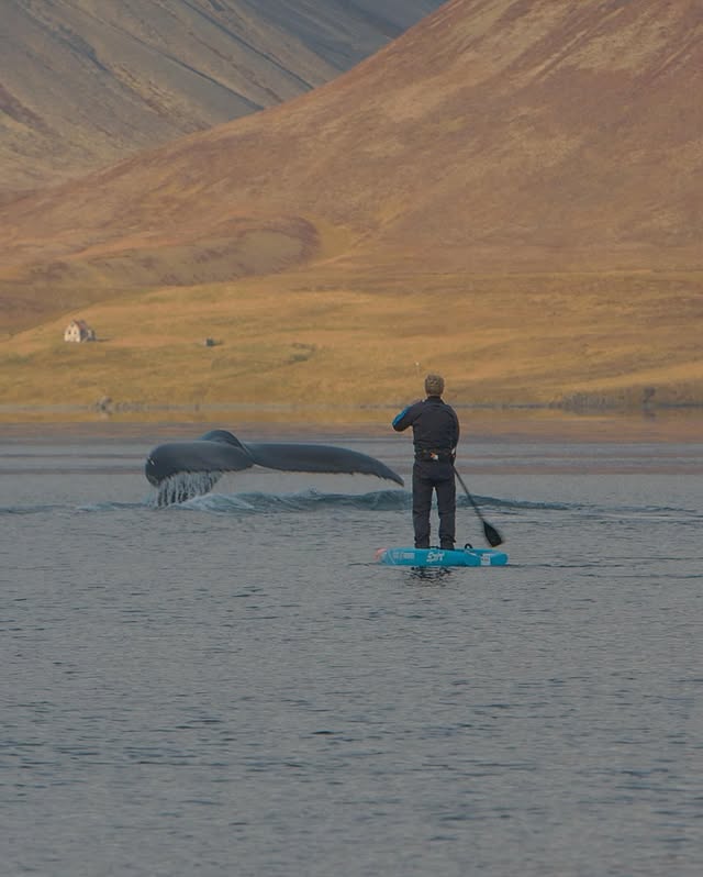 Instagram post by @the.wild.promise for Starboard. Caption reads: [...] @seiko_deutschland @seiko_denmark....