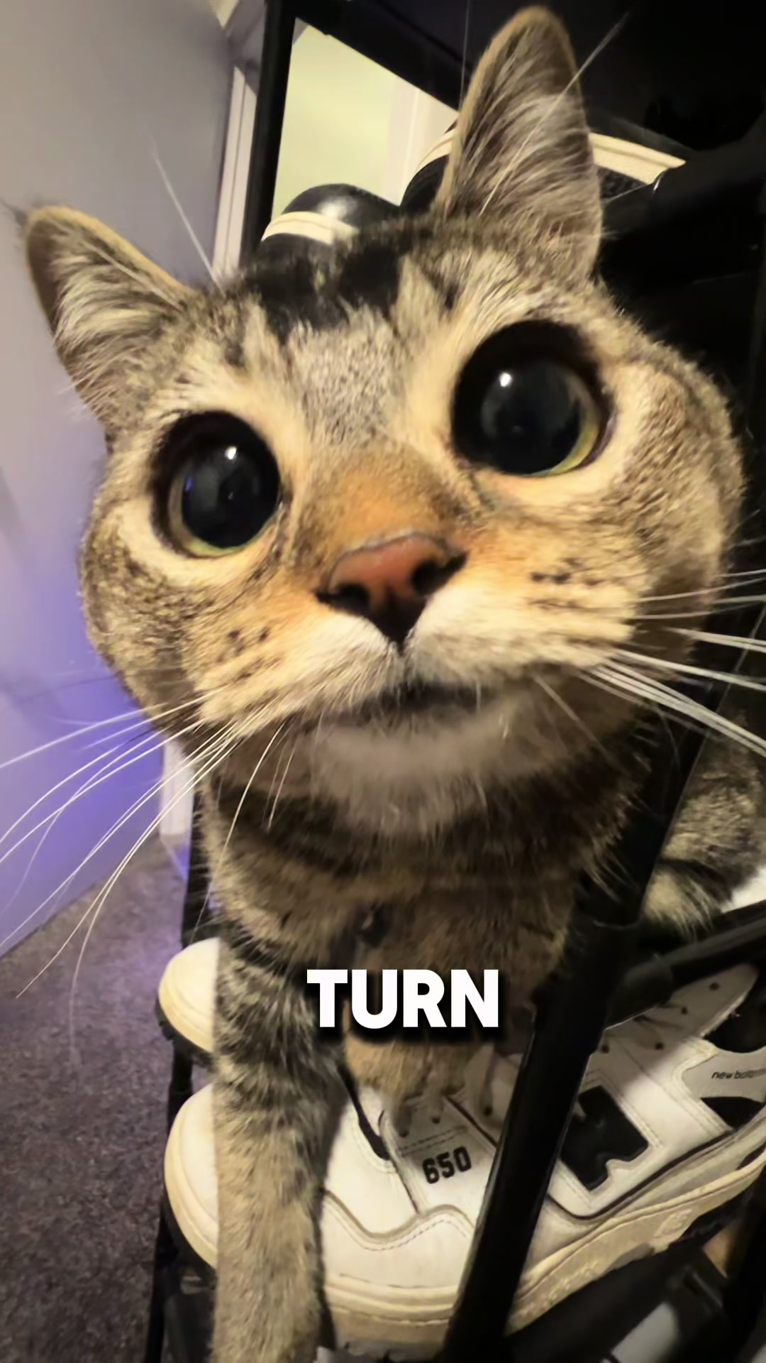 TikTok post by @turn.signal4 for PrettyLitter. Caption reads: Every king deserves a clean throne 🐱....