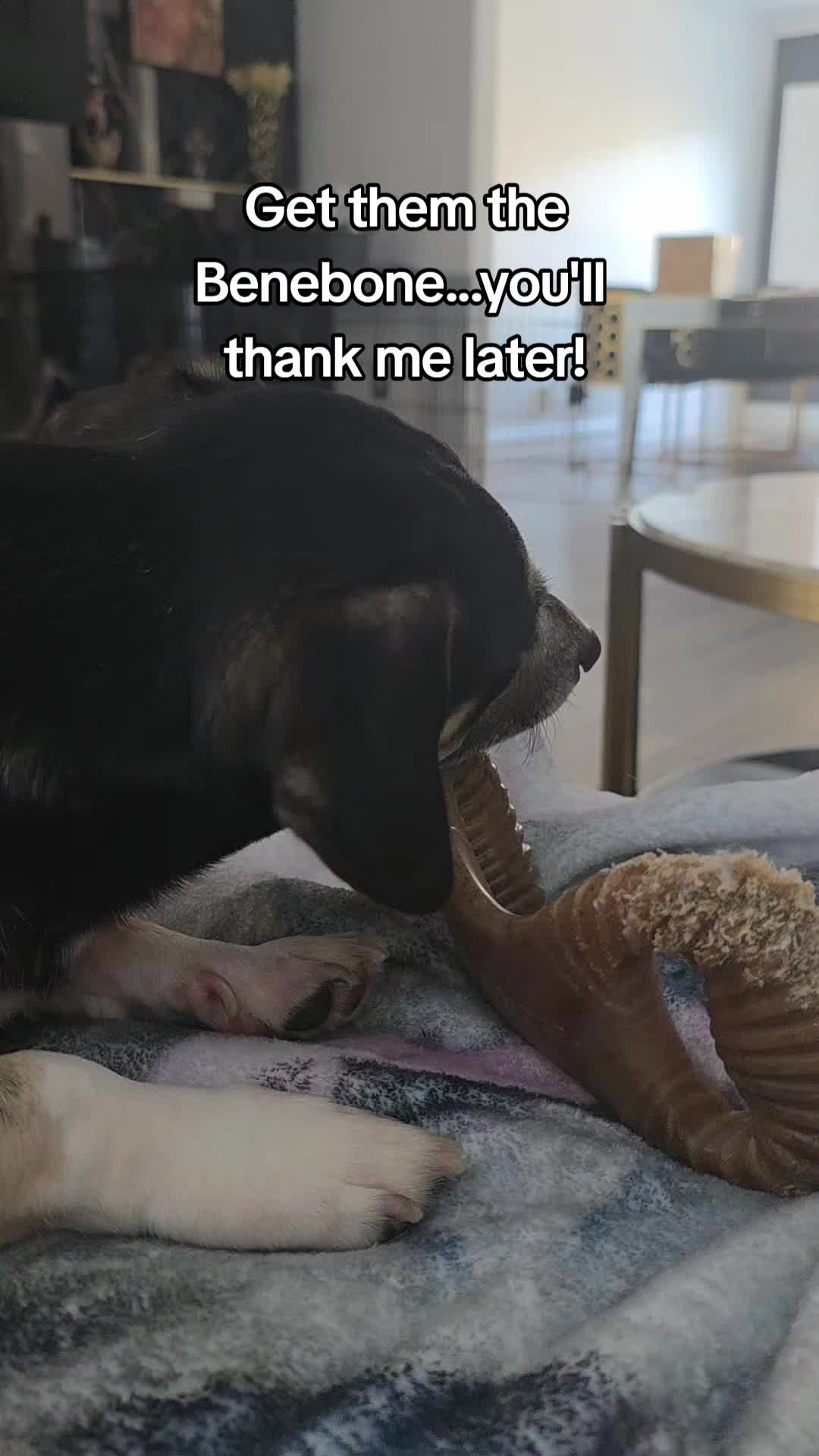 TikTok post by @lzbvibes for Benebone. Caption reads: Can sit like this for hours.. @Benebone #dogchews....