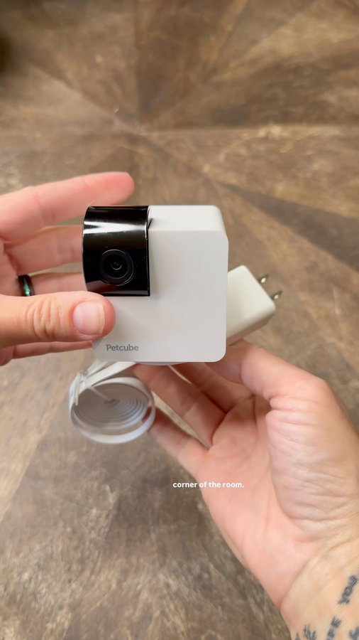 Instagram post by @justtheblendedwells for Petcube. Caption reads: [...] Frankie 🐷 and the dogs are up to. The....