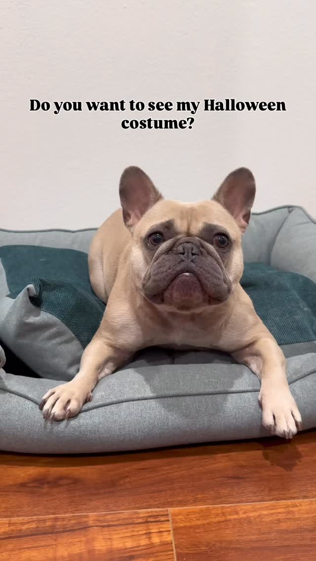 Instagram post by @thesweetlifeofmochi for Earthborn Holistic Pet Food. Caption reads: Up, up, and away… to the treat jar!

#sponsored....