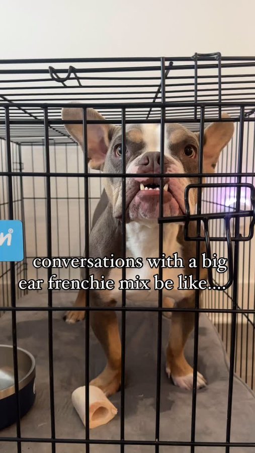 Instagram post by an influencer for Carlson Pet Products. Caption reads: [...] to listen crate from @carlsonpetproducts....