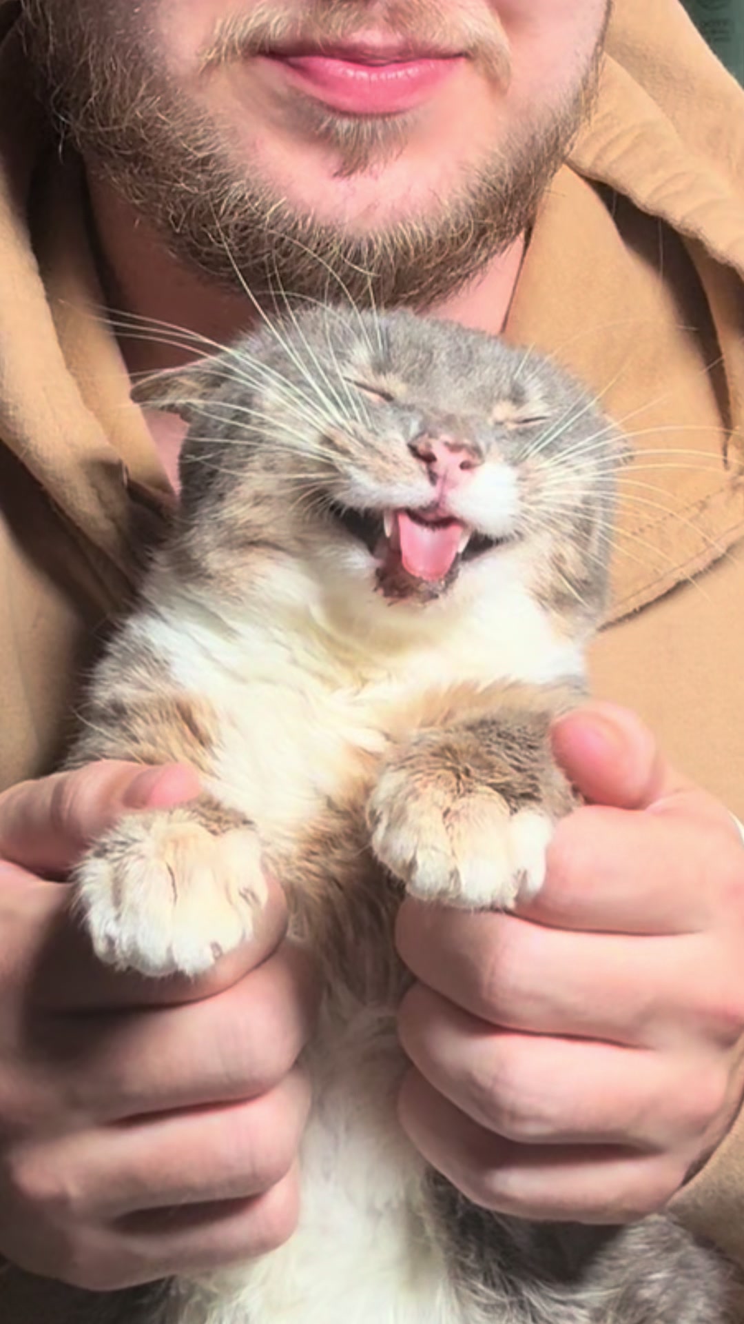 TikTok post by @iamrigbycat for Petkit. Caption reads: Thanks @PETKIT for helping us care for our kitty....