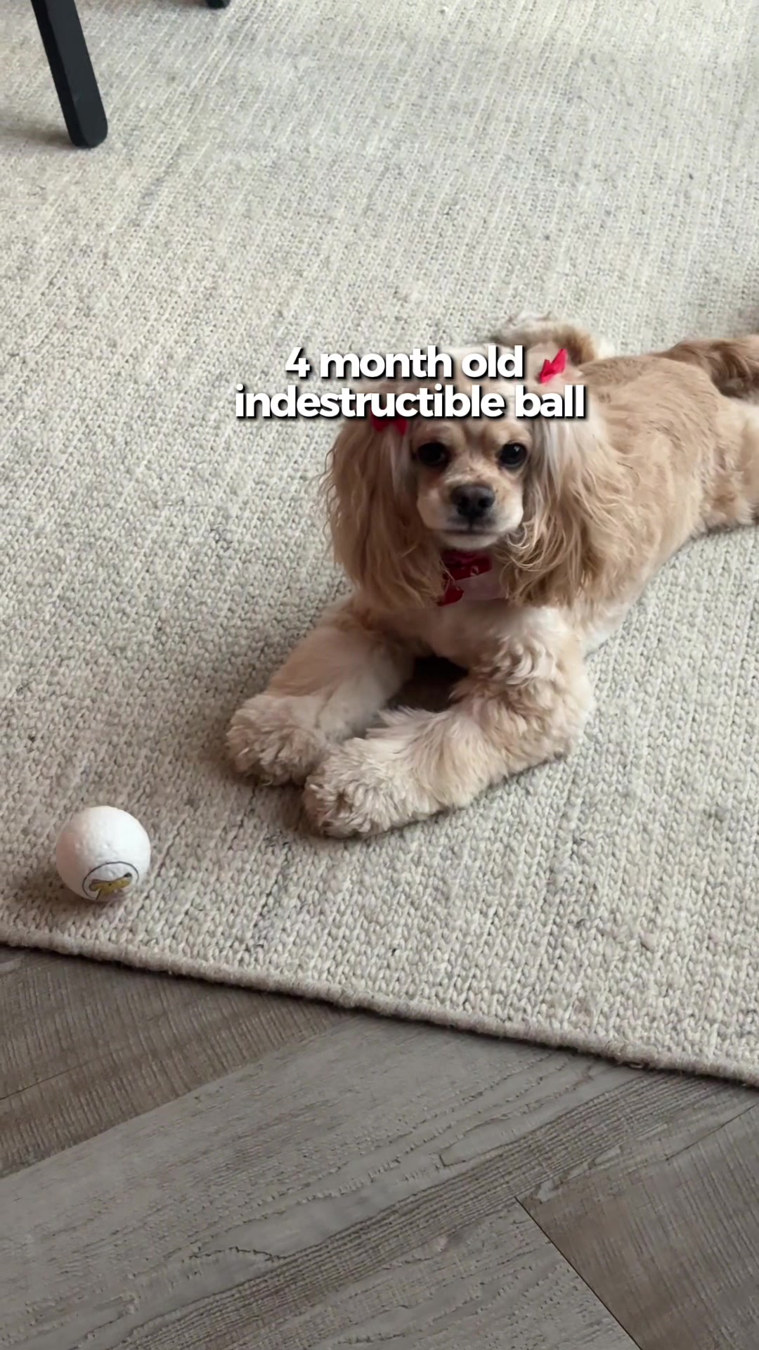 TikTok post by @abybeautifulest for Pawaboo. Caption reads: [...] your fur baby #dogsoftiktok #doglovers....