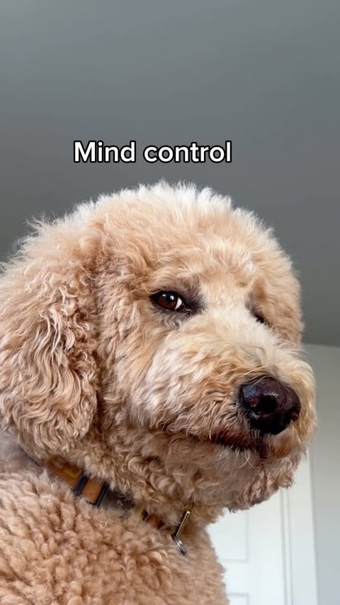 Instagram post by @girlandadoodle for Chewy. Caption reads: [...] Daisy’s mentor very seriously He knows....