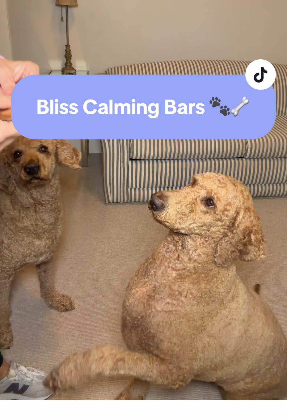 TikTok post by @tanyatoldmeto for Kradle. Caption reads: Kradle Daily Calmin Bliss Bars for Dogs [...].