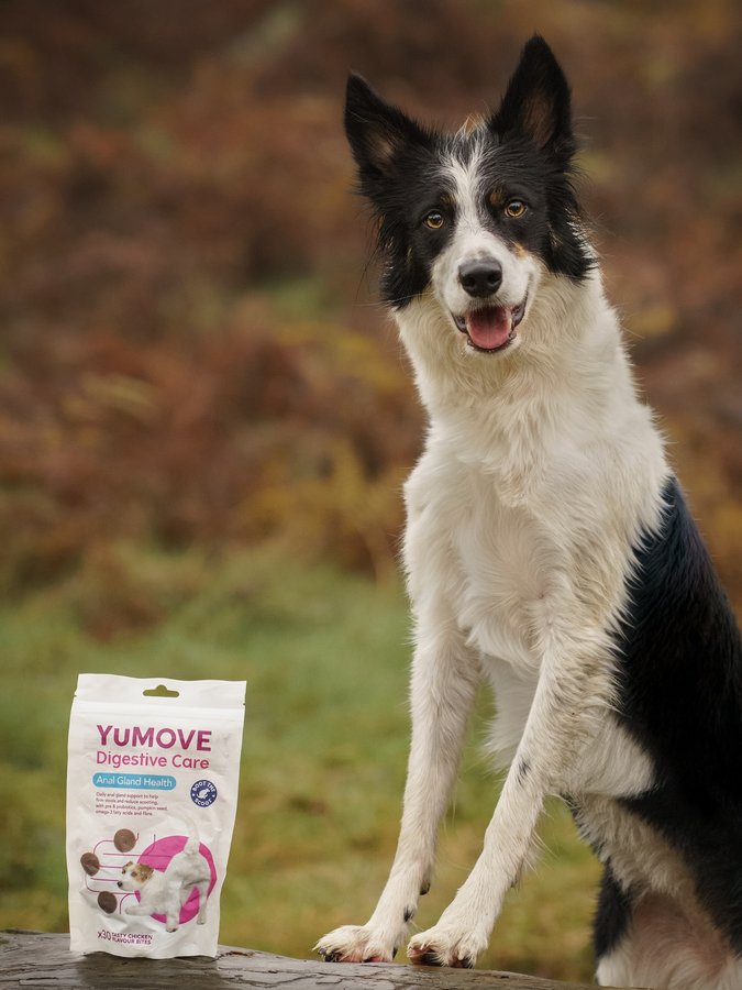 Instagram post by @minniethecolliee for YuMOVE. Caption reads: 📣 @yumove_uk 𝗕𝗹𝗮𝗰𝗸 𝗙𝗿𝗶𝗱𝗮𝘆 𝘀𝗮𝗹𝗲𝘀....