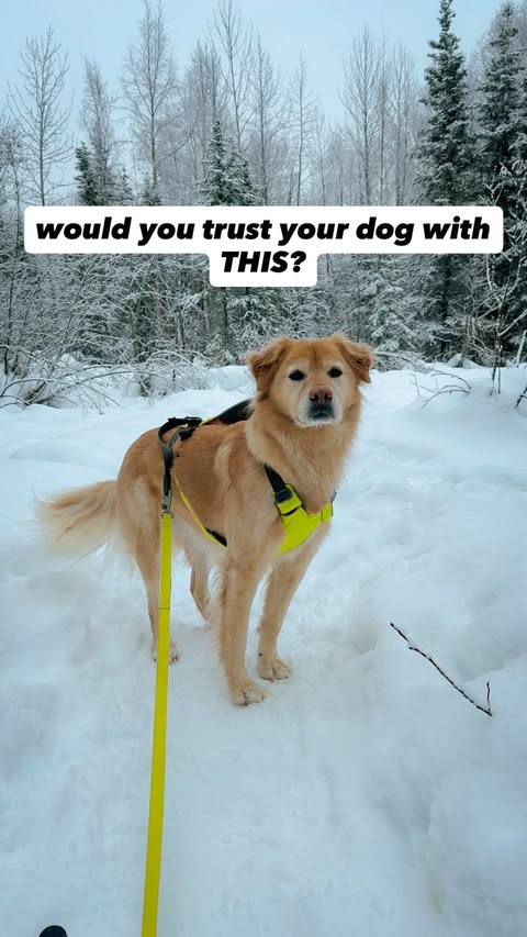 Instagram post by @graciebridgford for Ruffwear. Caption reads: [...] switching to the omnijore system from....