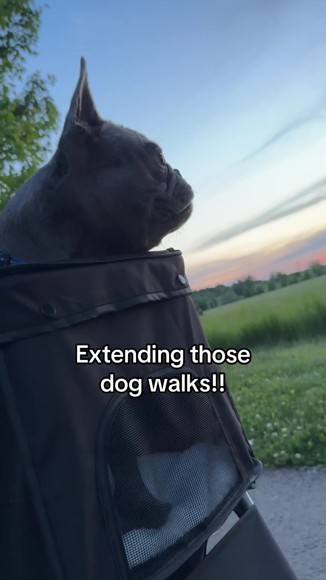 TikTok post by @bruno.my.frenchie for Sweetcrispy. Caption reads: [...] #PetParentLife....