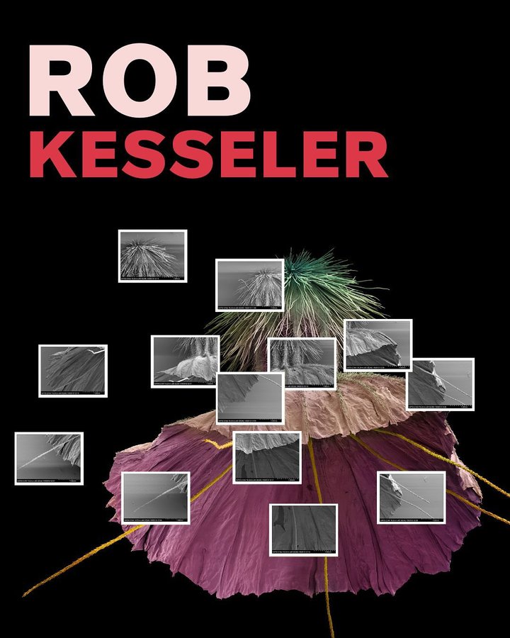 Instagram post by @robkesseler for Saatchi Gallery. Caption reads: 🌸FLOWERS ARTIST SPOTLIGHT: Rob Kesseler....