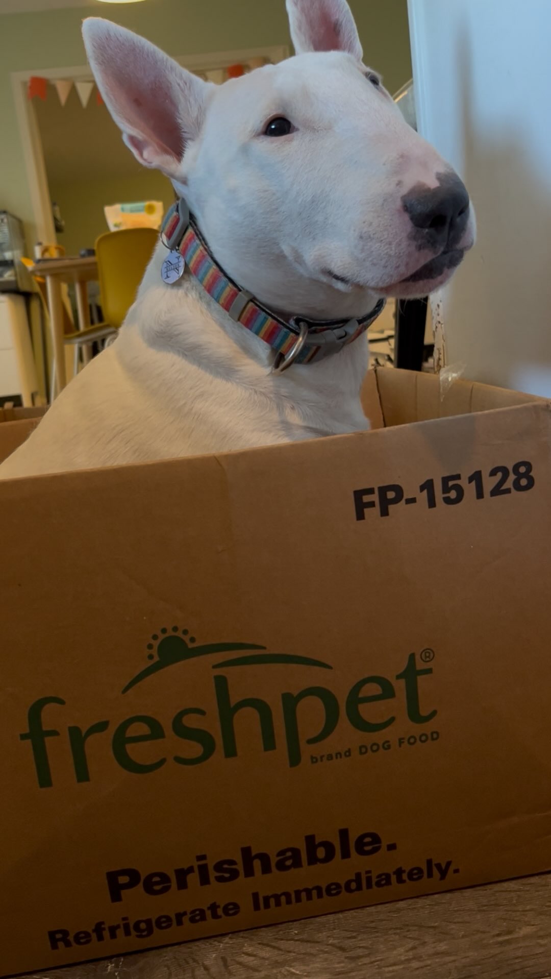 Instagram post by @puppernelson for Freshpet. Caption reads: Treat your picky eater to free, fresh delivery....