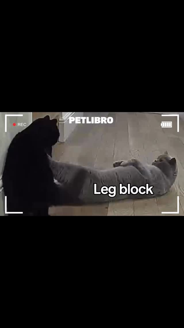 Instagram post by @clementine_meows for Petlibro. Caption reads: This is why I needed a pet camera!!

These are....