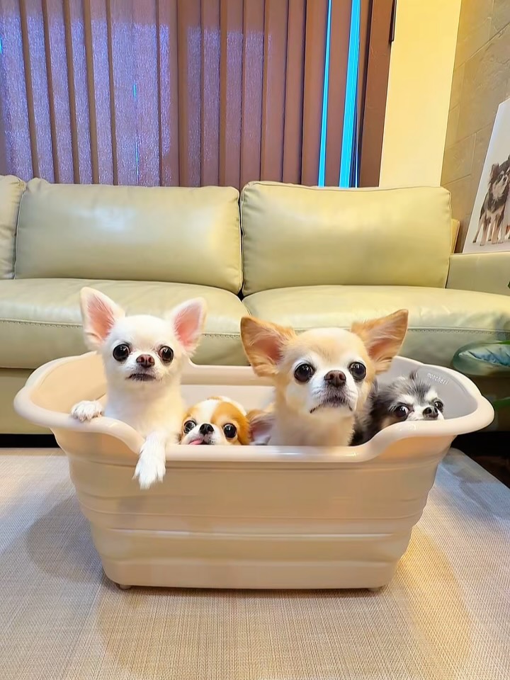 Instagram post by @natu816.chihuahua for Mon Cheri. Caption reads: *
・
Bath time is more fun when everyone’s here to....