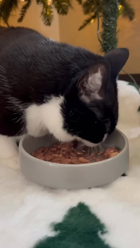 Instagram post by @otisthetuxedo for Optimeal. Caption reads: Otis’s favorite gift of the season? Optimeal wet....