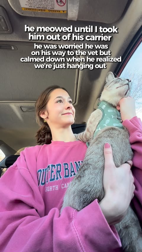 Instagram post by @rosiecozycrew for Petsfit. Caption reads: Koda handled his first adventure in the car like a....