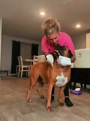 TikTok post by @tracyantoinette0 for HICC Pet. Caption reads: @HICC Pet US my girl loves this 🖤#boxer [...].
