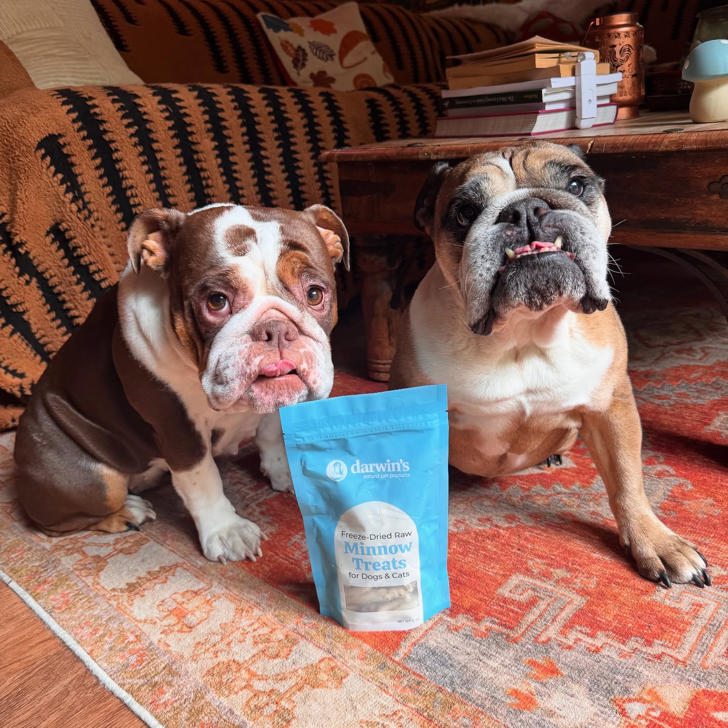 Instagram post by @_darlin_clementine for Darwin's Natural Pet Products. Caption reads: HEALTH STARTS WITH DIET🙌🏼

One of our most asked....