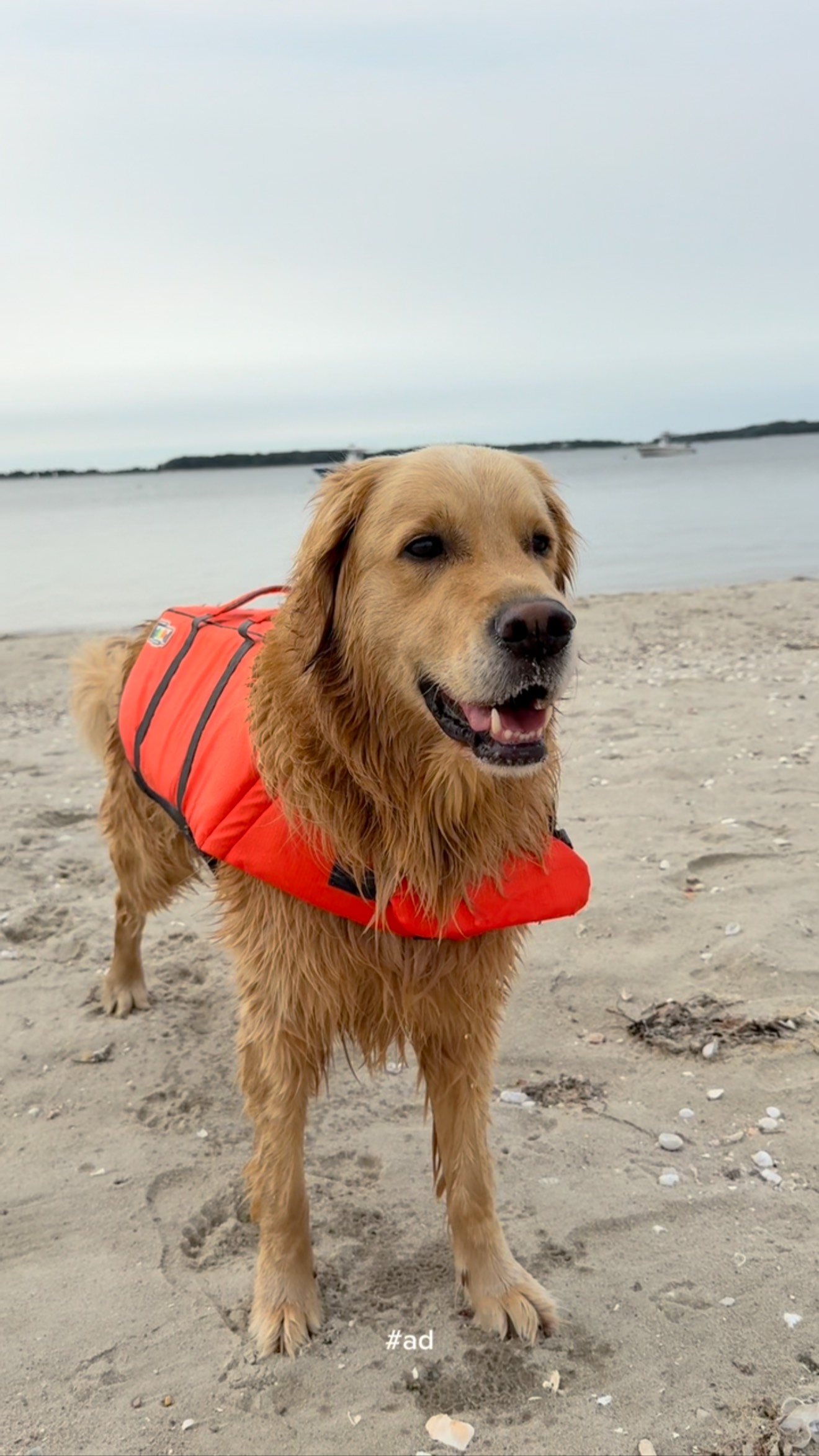 Instagram post by @gretchengeraghty for Purina One. Caption reads: Brody 🤝 @purinaone hahaha he’s obsessed & we love....