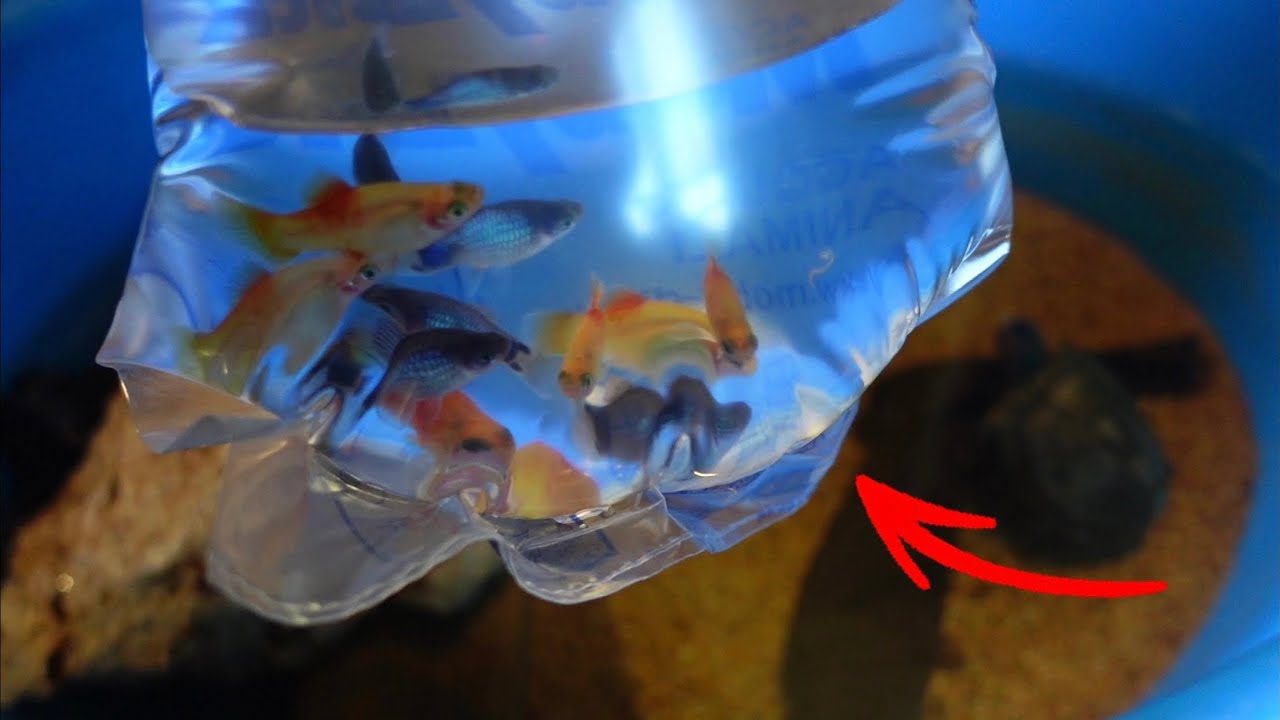 YouTube post by @tartamilloyt for Hygger Aquarium. Caption reads: NEW COLORFUL FISH for my TURTLE'S aquarium!.