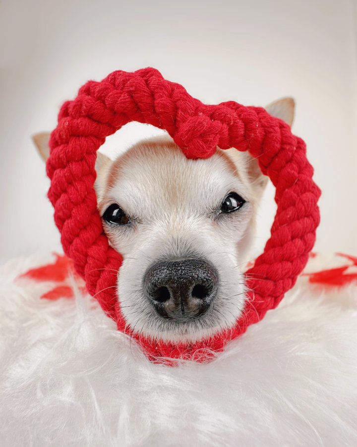 Instagram post by @bentleysbits for Happy Tails Hampers. Caption reads: 𝗜 ♥️ 𝗯𝗼𝗼𝗽𝘀

Throwing it back to last year,....