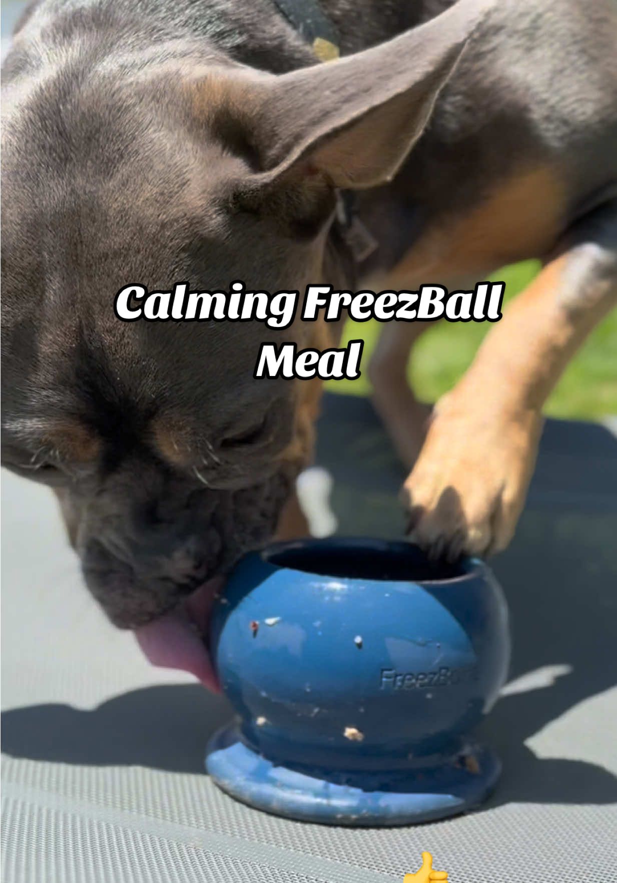 TikTok post by @bigglesworld for Freezbone. Caption reads: [...] meal to calm the wildest of pups 🐶 ....