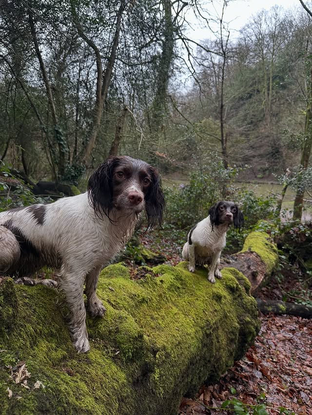Instagram post by @adventures_of_coco_and_wren for Kurgo. Caption reads: [...] the car is a must. We were gifted the....