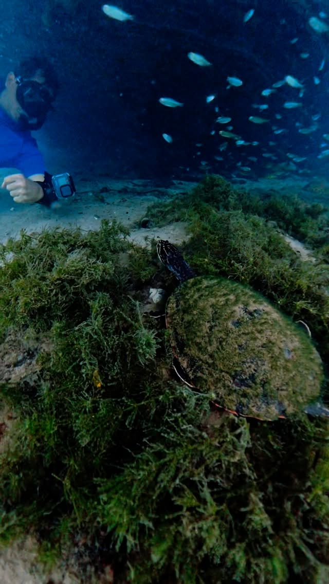 Instagram post by @caminhosdesconhecidos for Hygger Aquarium. Caption reads: Check this guy out! I thought about grabbing him....